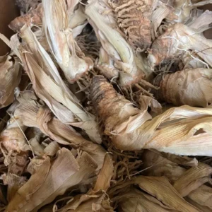 2 Reblooming Bearded Iris live plant - Iris germanica Bareroot - Purple, 32-36 in Tall - Image 4