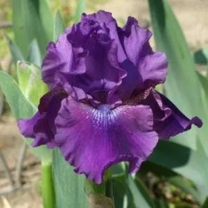 2 Reblooming Bearded Iris live plant - Iris germanica Bareroot - Purple, 32-36 in Tall - Image 1