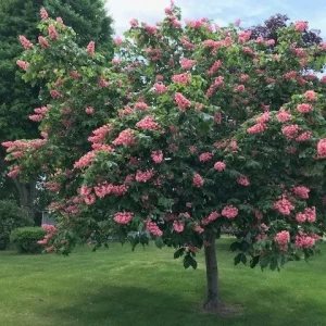 2 Red Buckeye Tree Bare-Root Plant - Aesculus Pavia Firecracker Plant - Image 3