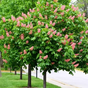 2 Red Buckeye Tree Bare-Root Plant - Aesculus Pavia Firecracker Plant - Image 1
