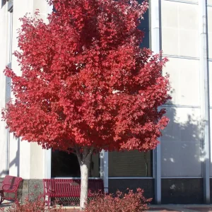 2 Red Maple Trees Live Plant - Acer Rubrum - 4 inch Container - 8 inch Height - Image 1