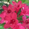 2 Red Weigela Live Plants, 4 inch containers, 6-12 inches tall, Outdoor Shrub - Image 1