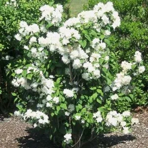 2 Snowflake Mock Orange Bare Root Plant - Fragrant White Flowers, Zones 3-7 - Image 3