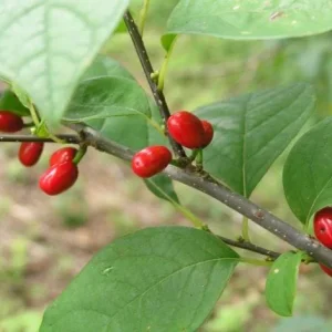 2 Spicebush Live Plants (Lindera Benzoin) - 4 inch Containers, Outdoor Shrub - Image 2
