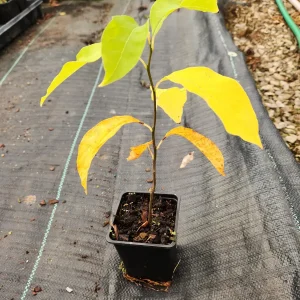 2 Spicebush Live Plants (Lindera Benzoin) - 4 inch Containers, Outdoor Shrub - Image 3