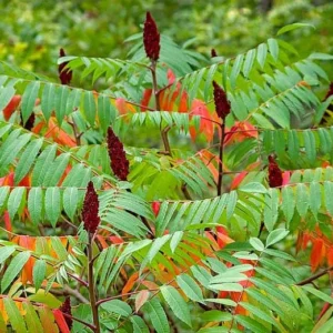 2 Staghorn Sumac Bare Root Seedlings 1-2 ft Tall - Outdoor Deciduous Shrub - Image 2