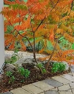 2 Staghorn Sumac Bare Root Seedlings 1-2 ft Tall - Outdoor Deciduous Shrub - Image 1
