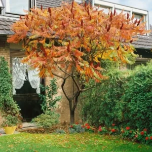 2 Staghorn Sumac Bare Root Seedlings 1-2 ft Tall - Outdoor Deciduous Shrub - Image 3