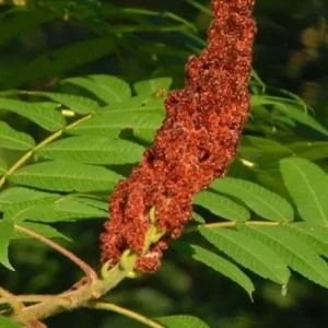 2 Staghorn Sumac Bare Root Seedlings 1-2 ft Tall - Outdoor Deciduous Shrub - Image 4