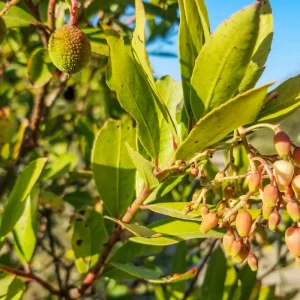 2 Strawberry Bush Bare Root Plants - Euonymus americanus - Outdoor Shrub - Image 1