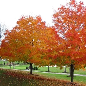2 Sugar Maple Bare-root Trees - Acer saccharum - Outdoor Shade Tree - Image 2
