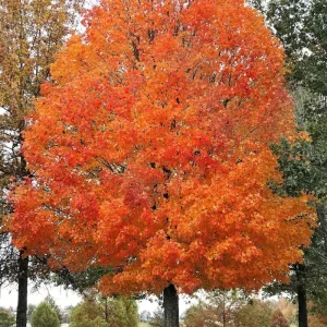 2 Sugar Maple Bare-root Trees - Acer saccharum - Outdoor Shade Tree - Image 1
