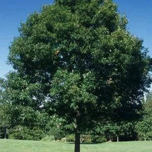 2 Sugar Maple Bare-root Trees - Acer saccharum - Outdoor Shade Tree - Image 4