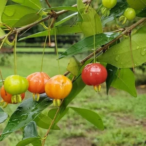 2 Surinam Cherry Live Plants – 4-6" Tropical Shrub – Edible Fruit Plant - Image 2