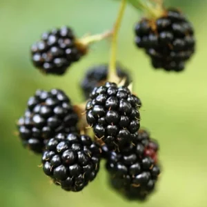 2 Thornless Blackberry Live Plants – Sweet Fruit – High Yielding – USDA Zones 5-10 - Image 2