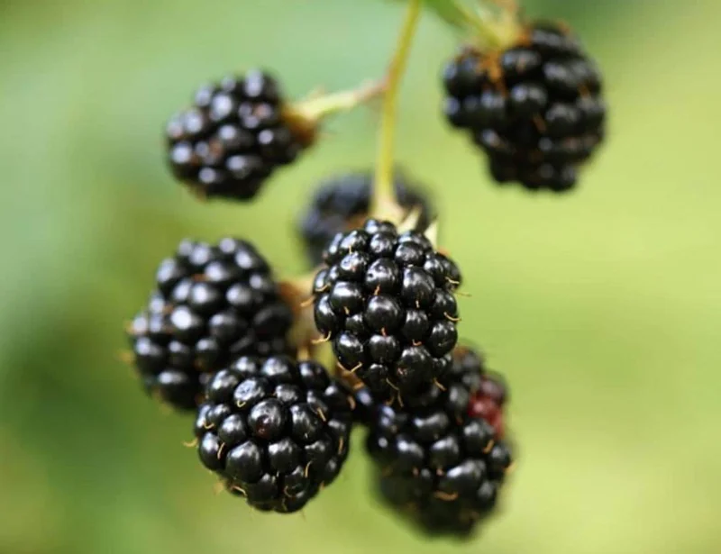 2 Thornless Blackberry Live Plants – Sweet Fruit – High Yielding – USDA Zones 5-10 - Image 2