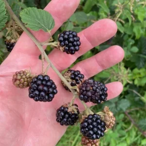 2 Thornless Blackberry Live Plants – Sweet Fruit – High Yielding – USDA Zones 5-10 - Image 3