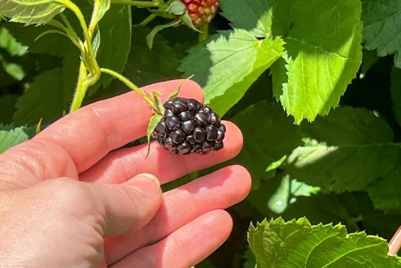 2 Thornless Blackberry Live Plants – Sweet Fruit – High Yielding – USDA Zones 5-10 - Image 4