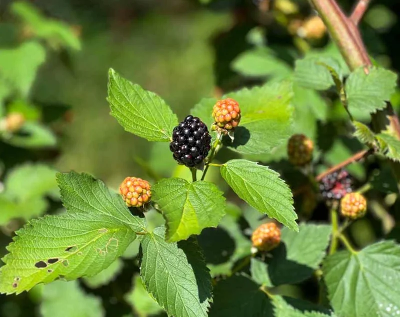 2 Thornless Blackberry Live Plants – Sweet Fruit – High Yielding – USDA Zones 5-10 - Image 5