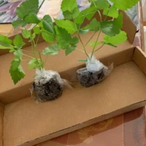 2 Thornless Blackberry Live Plants – Sweet Fruit – High Yielding – USDA Zones 5-10 - Image 6