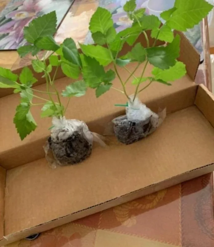 2 Thornless Blackberry Live Plants – Sweet Fruit – High Yielding – USDA Zones 5-10 - Image 6