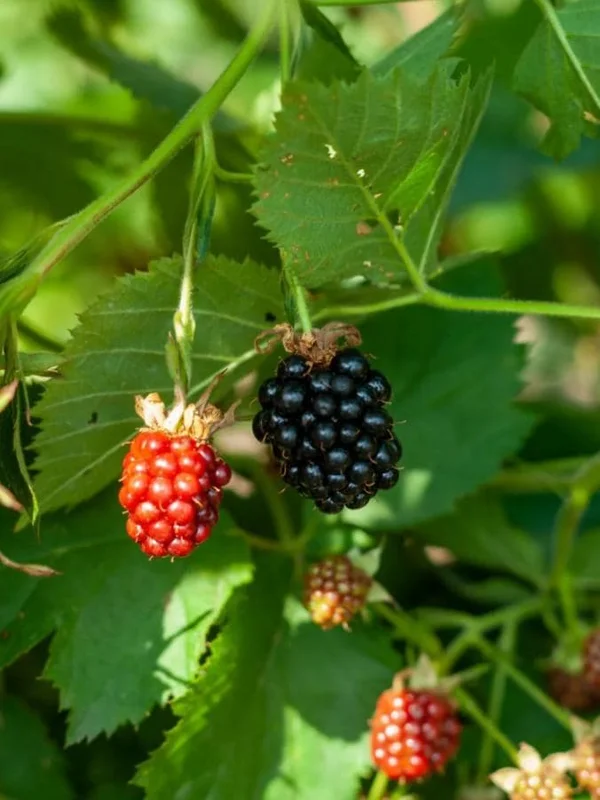 2 Thornless Blackberry Live Plants – Sweet Fruit – High Yielding – USDA Zones 5-10 - Image 1