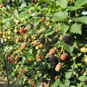2 Thornless Blackberry Live Plants – Sweet Fruit – High Yielding – USDA Zones 5-10 - Image 7
