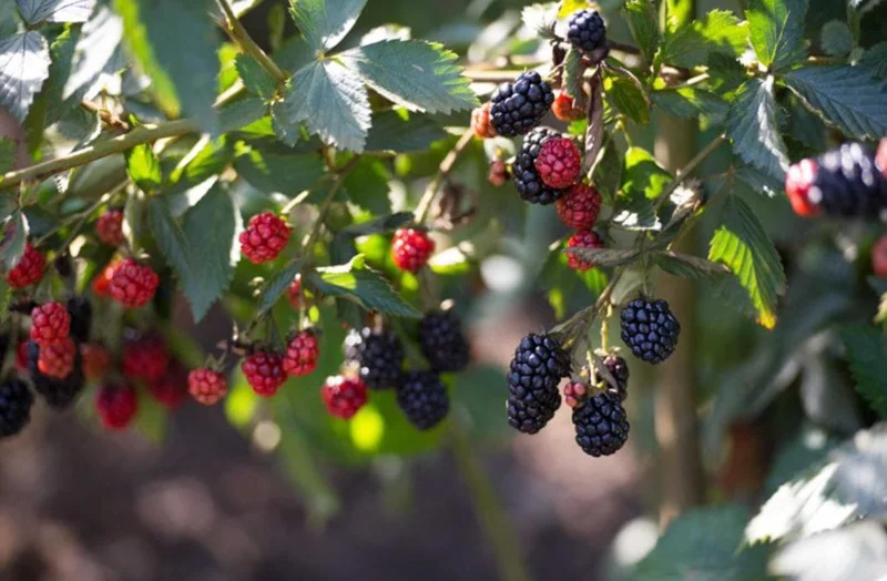 2 Thornless Blackberry Live Plants – Sweet Fruit – High Yielding – USDA Zones 5-10 - Image 8