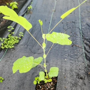2 Tulip Poplar Trees Live Plant – 6