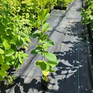 2 Witchhazel Live Plants (Hamamelis Virginiana) - 4 inch Container, 8 inch Tall - Image 2