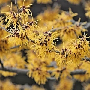2 Witchhazel Live Plants (Hamamelis Virginiana) - 4 inch Container, 8 inch Tall - Image 1
