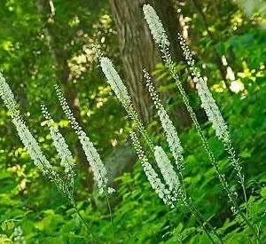 20 Black Cohosh Bare Root Plants - Actaea Racemosa Wildflower Native - Image 2