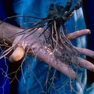 20 Black Cohosh Bare Root Plants - Actaea Racemosa Wildflower Native - Image 4