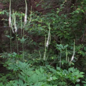 20 Black Cohosh Bare Root Plants - Actaea Racemosa Wildflower Native - Image 5