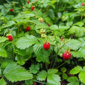 20 Blakemore Strawberry Bare Roots - June-Bearing Fruit Plants - Image 7