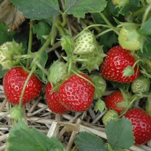 20 Cardinal Strawberry Bare Roots - June-Bearing Fruit Plants for Gardens - Image 5