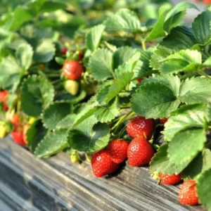 20 Cardinal Strawberry Bare Roots - June-Bearing Fruit Plants for Gardens - Image 7