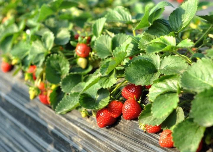 20 Cardinal Strawberry Bare Roots - June-Bearing Fruit Plants for Gardens - Image 7