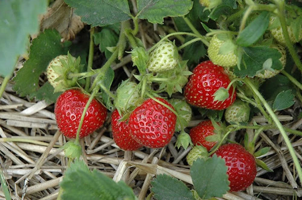 20 Cardinal Strawberry Bare Roots - June-Bearing Fruit Plants for Gardens - Image 1