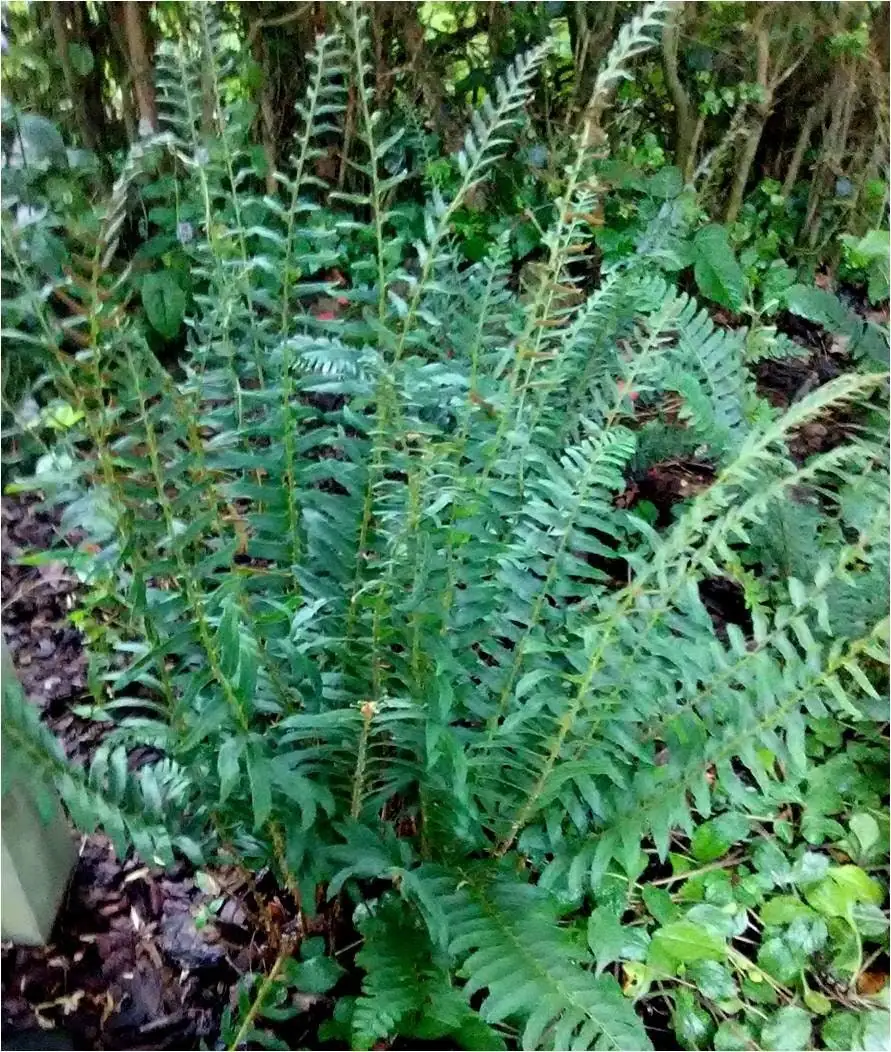 20 Christmas Ferns Bare Root Plants - Polystichum Acrostichoides - Native Perennial - Image 7