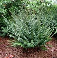 20 Christmas Ferns Bare Root Plants - Polystichum Acrostichoides - Native Perennial - Image 9