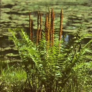 20 Cinnamon Fern Bulbs - Osmundastrum Cinnamomeum - Outdoor Perennial - Image 1