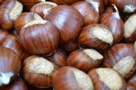 20 Dunstan Hybrid American Chestnut Tree Seeds - Blight Resistant - Image 3