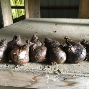 20 Dutch Master Trumpet Daffodil Bulbs - Golden Yellow, Deer Resistant - Image 2