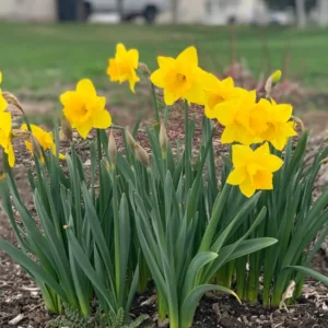 20 Dutch Master Trumpet Daffodil Bulbs - Golden Yellow, Deer Resistant - Image 3