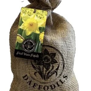 20 Dutch Master Trumpet Daffodil Bulbs - Golden Yellow, Deer Resistant - Image 1