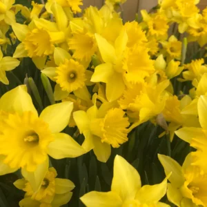 20 Dutch Master Trumpet Daffodil Bulbs - Golden Yellow, Deer Resistant - Image 4