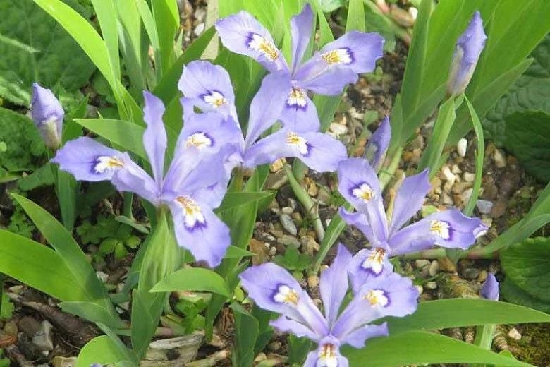 20 Dwarf Crested Iris Cristata Bare Root Plants - Native Wildflower - Image 10
