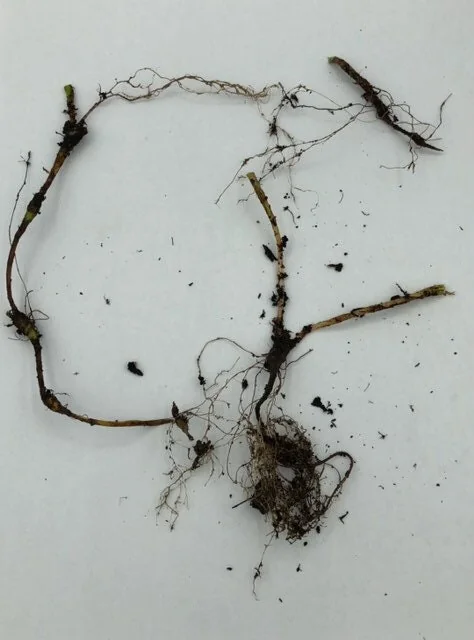 20 Dwarf Crested Iris Cristata Bare Root Plants - Native Wildflower - Image 4