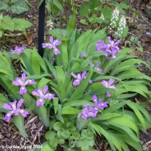 20 Dwarf Crested Iris Cristata Bare Root Plants - Native Wildflower - Image 6
